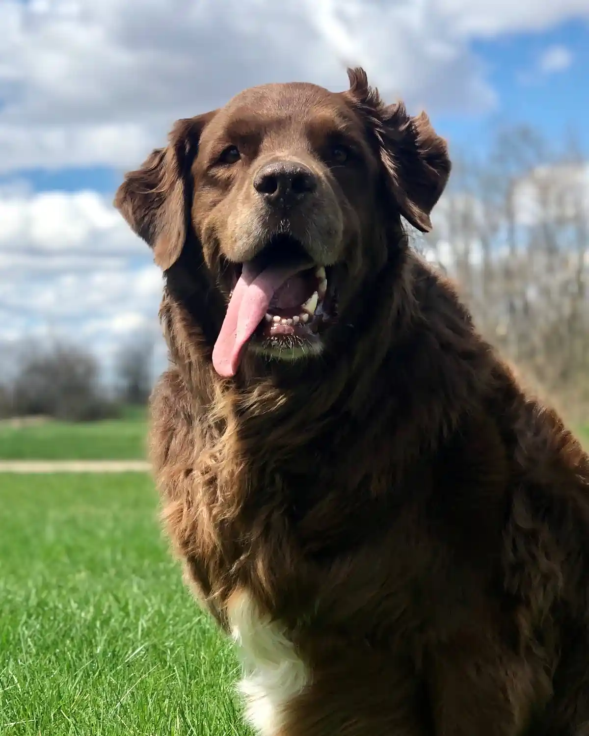 A close-up photo of a happy, brown, long-haired dog sitting on green grass with its tongue out, looking at the camera. The…