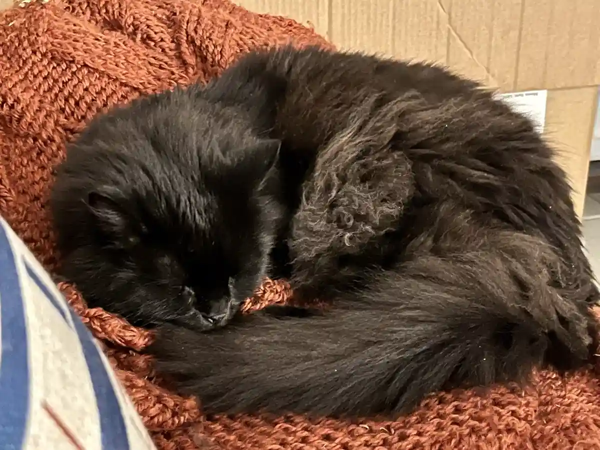 A fluffy black cat is curled up and sleeping soundly on a rust-colored knitted blanket, its body forming a tight, cozy ball…