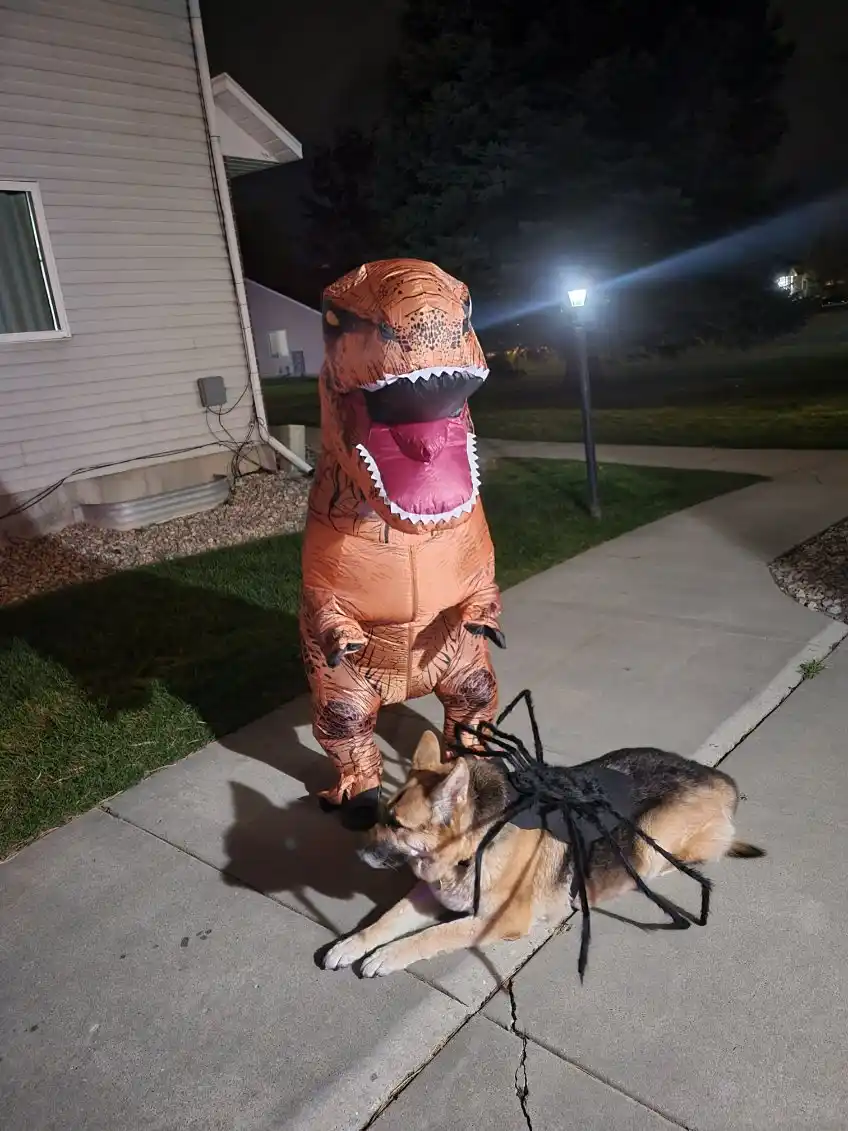 A person in a large orange inflatable T-Rex costume stands on a sidewalk at night, facing a German Shepherd dog that is…