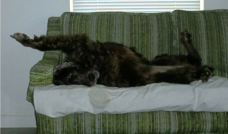 a dark, curly-haired dog lies on its back on a green striped couch with a white sheet over the cushion, paws in the air…