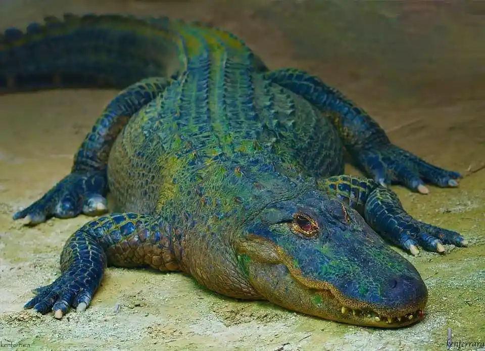 Meet Gator: The Ultimate Swamp Companion