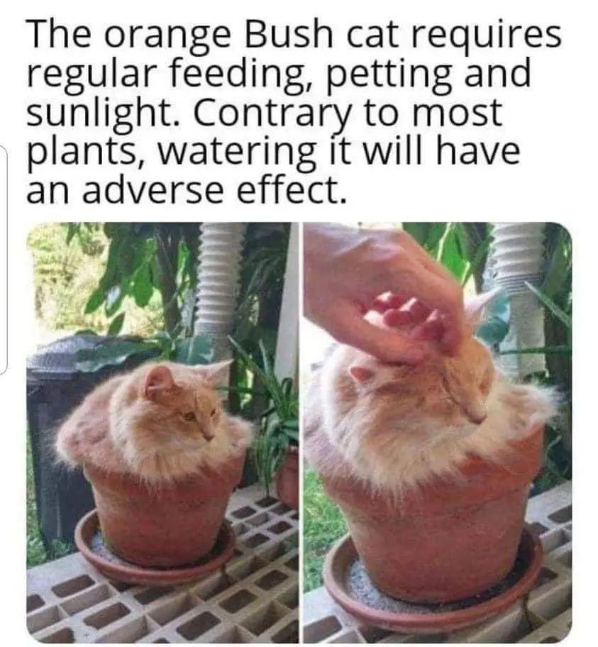 Two side-by-side photos show an orange cat sitting inside a terracotta flower pot. In the left photo, the cat looks alert…