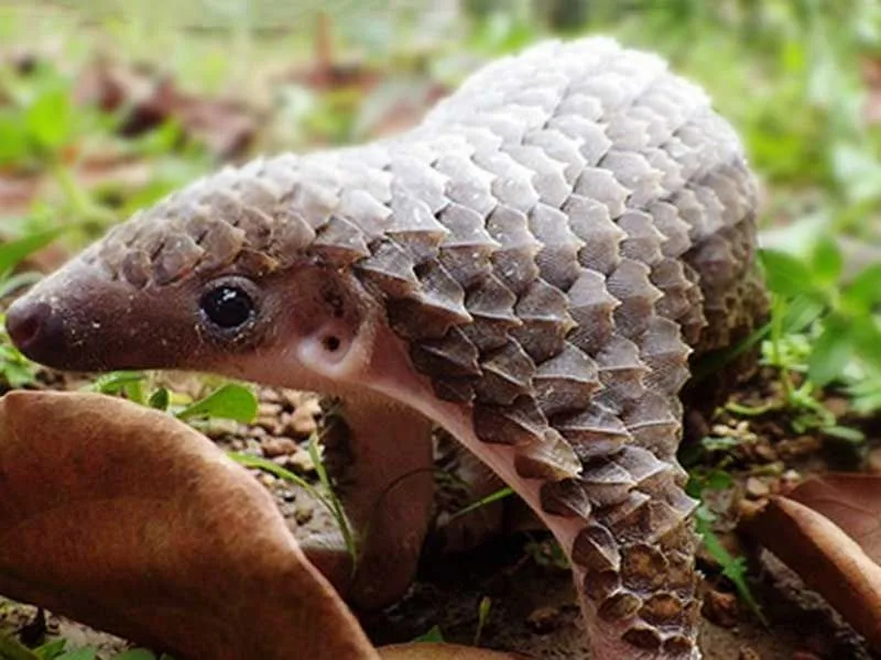 A close-up photograph of a pangolin, covered in distinctive overlapping scales, standing on forest floor amidst green…