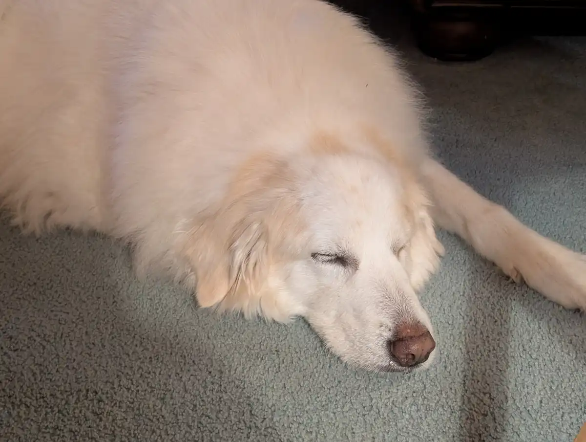 A fluffy white dog with closed eyes is sleeping peacefully on a gray carpet, its head resting on the floor. The overlaid…