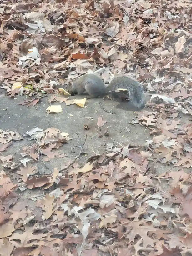 A gray squirrel is seen on a concrete path surrounded by fallen brown and tan autumn leaves, actively eating a yellowish…
