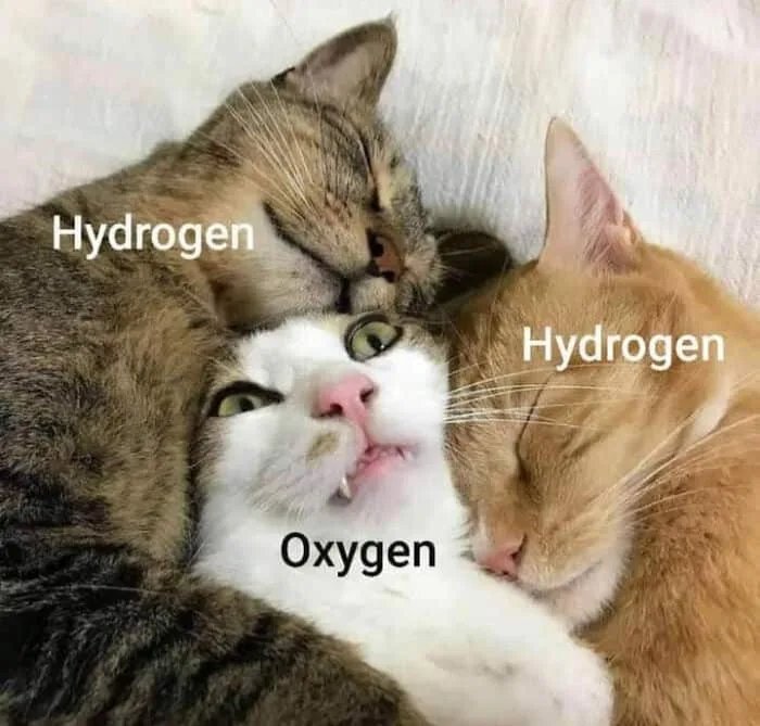 Three cats cuddle together; the two outer cats are labeled 'Hydrogen' and the middle white cat is labeled 'Oxygen'. The…