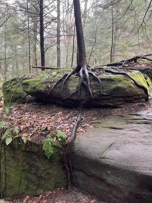Trees enjoying a rocky snack