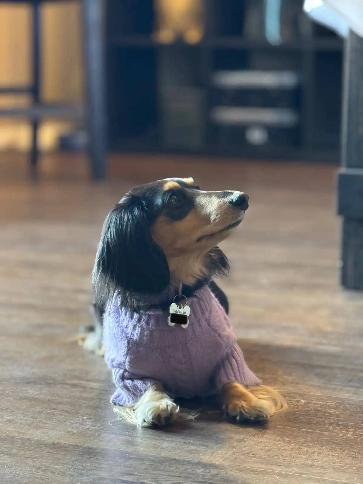 Meet Valkyrie, the adorable mini dachshund!