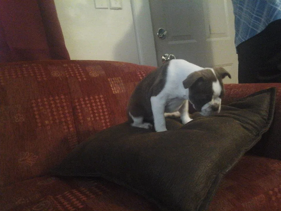 A small brown and white bulldog puppy is standing on a dark brown pillow placed on a red patterned couch, sniffing or…