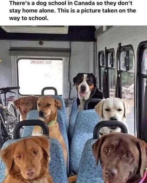 A photo shows several dogs sitting upright in blue seats inside a bus, looking forward. An emergency door is visible in the…