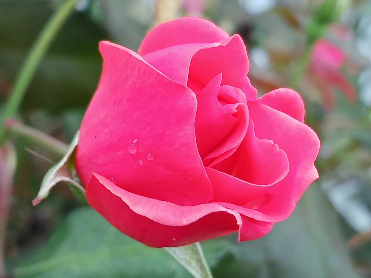 A close-up photograph of a vibrant pink rosebud with dewdrops on its petals, set against a blurred green background. The…