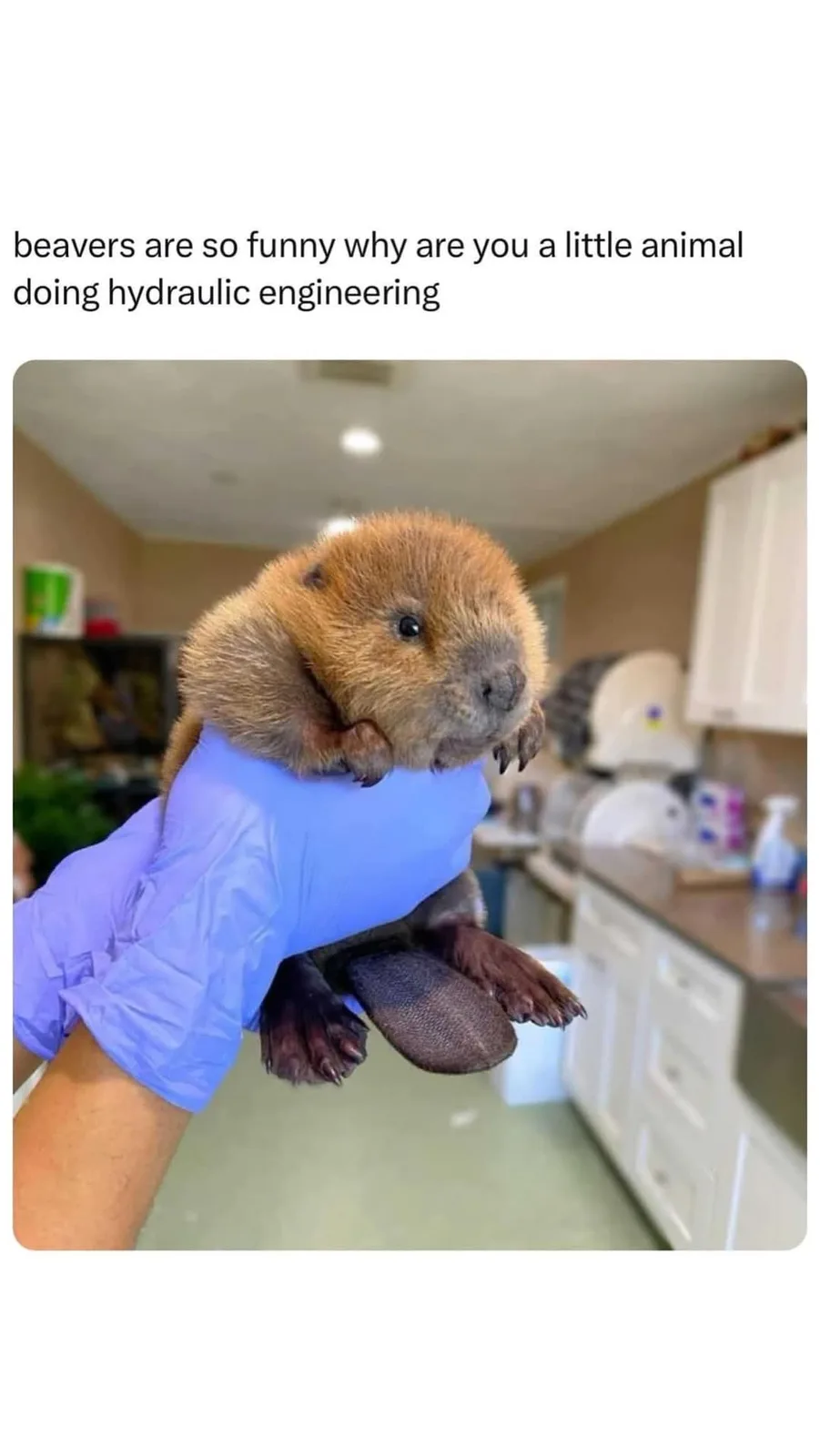 A small, fluffy beaver pup is being held gently in a person's gloved hand, showcasing its large, flat tail and tiny paws…