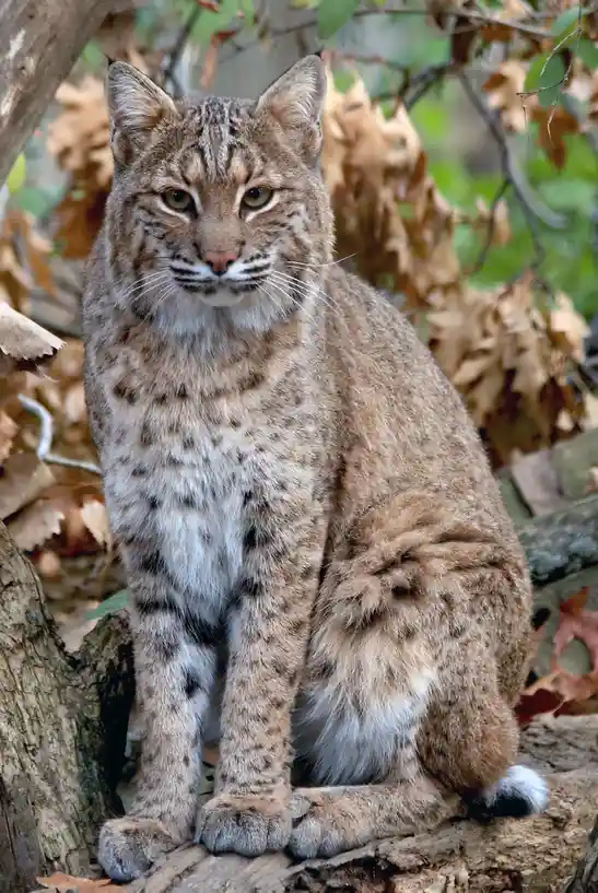 A bobcat sits upright on a tree branch surrounded by autumn leaves and tree bark, looking directly at the camera with a…