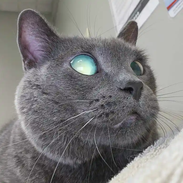 A close-up photo of a gray cat with large, glowing blue-green eyes looking upward, its face appears slightly blurred or…