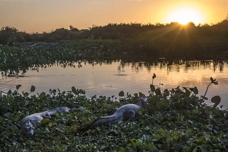 A serene sunset over a swamp with two alligators resting among dense green water plants. The sun is low on the horizon…