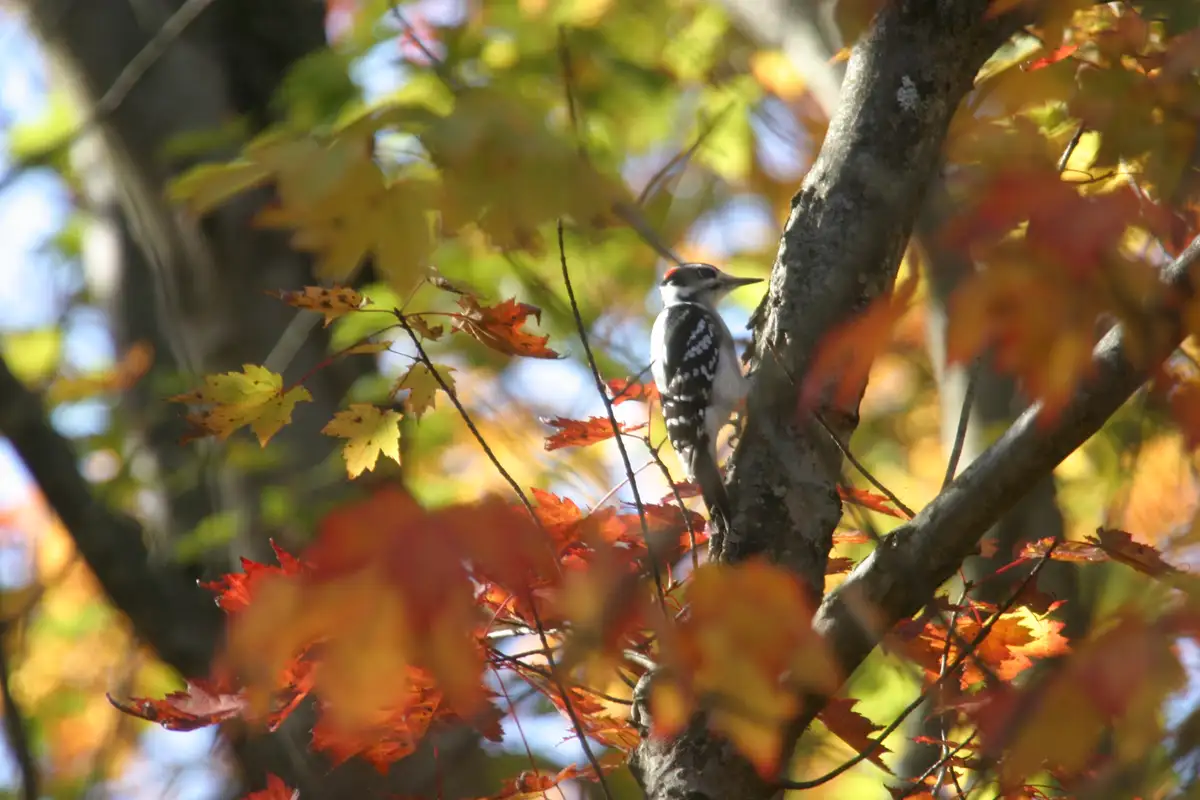 A woodpecker with black and white plumage and a red crown perches on a tree trunk surrounded by out-of-focus autumn leaves…