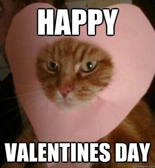 A close-up of a ginger tabby cat with a bored or unimpressed expression, wearing a large pink heart-shaped headpiece. The…