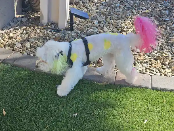A small white dog with neon green and pink dyed fur sections and a bright pink wig on its tail walks on a sidewalk next to…