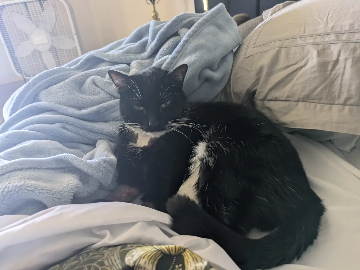 A black and white cat with a white chest and paws is curled up on a bed with white sheets and a light blue blanket. The cat…