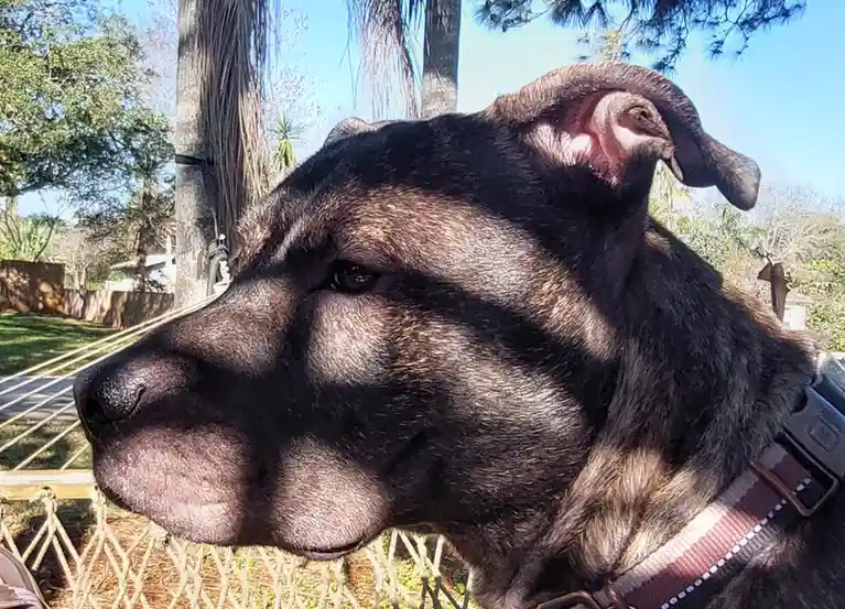 A close-up of a dark-furred dog outdoors, its face partially in shadow from bright sunlight, wearing a collar. The overlaid…