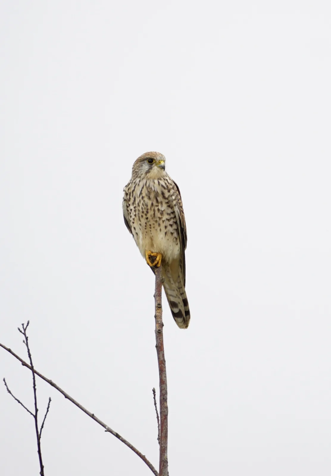 Exploring the World of Birds and Beyond