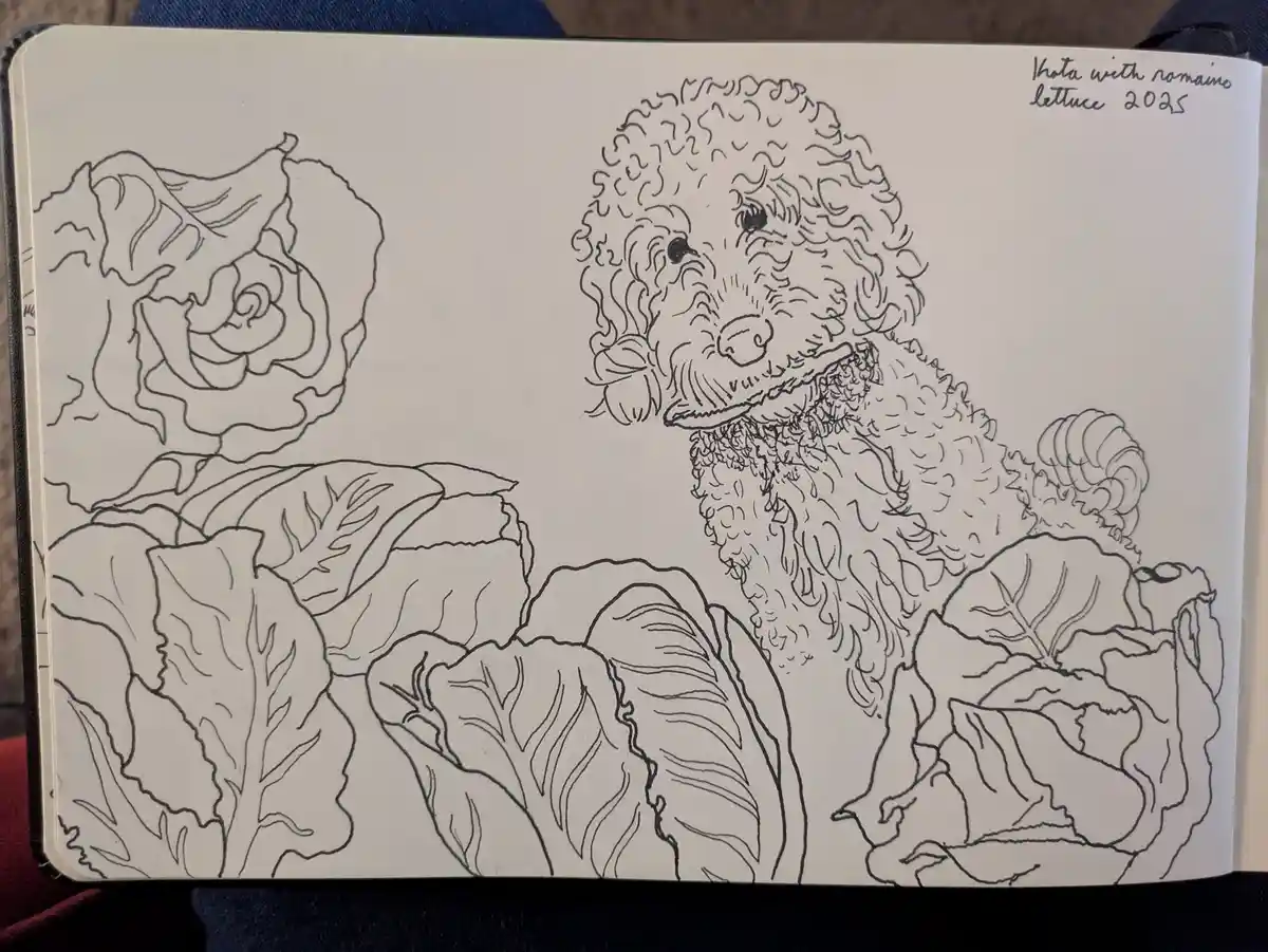 A black-and-white line drawing in a sketchbook shows a curly-haired poodle sitting among large romaine lettuce leaves. The…