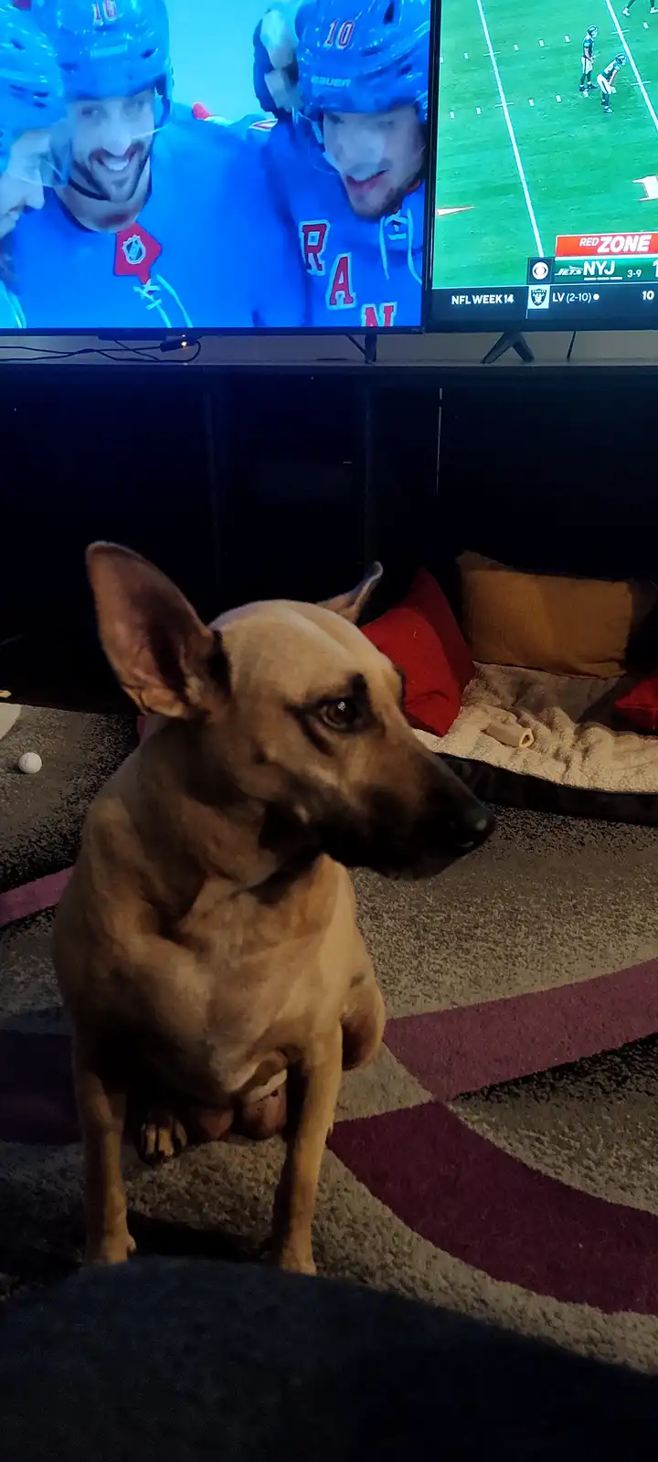 A tan dog sits on a patterned rug in a dimly lit room, looking toward the camera with a serious expression. Behind it, a TV…
