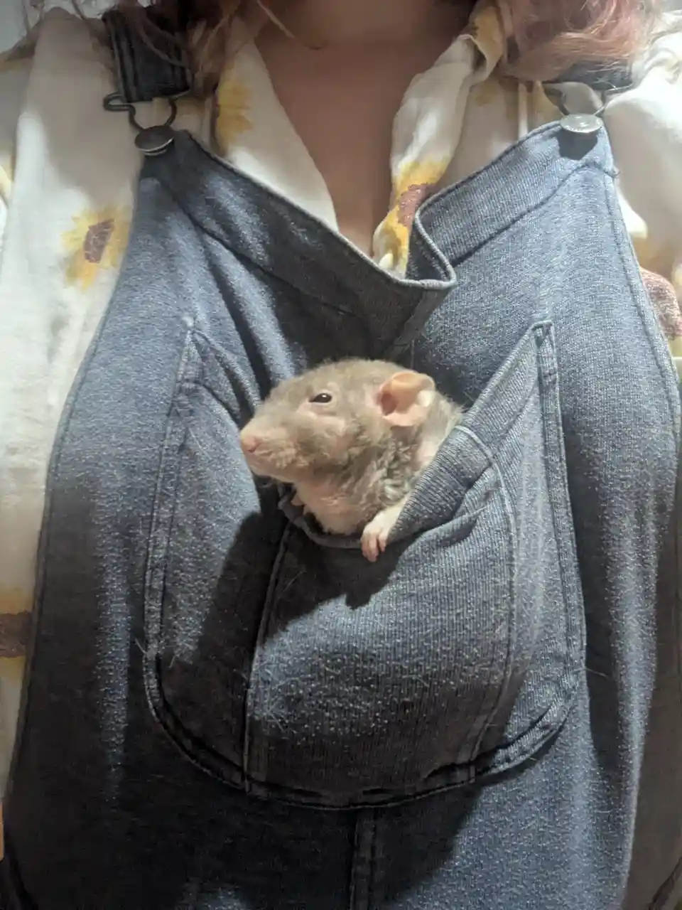 A person wearing denim overalls with a sunflower-patterned shirt underneath has a small, light brown rat peeking out from…
