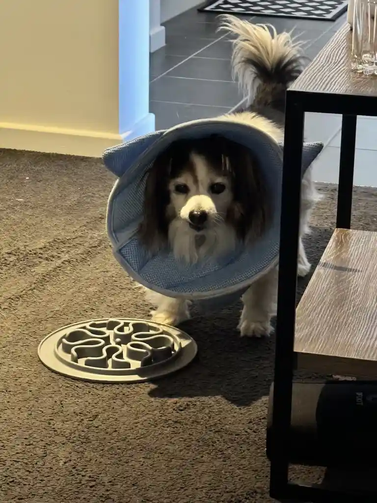 A small, fluffy dog with a white and brown coat is wearing a blue cone collar and standing on a carpeted floor next to a…