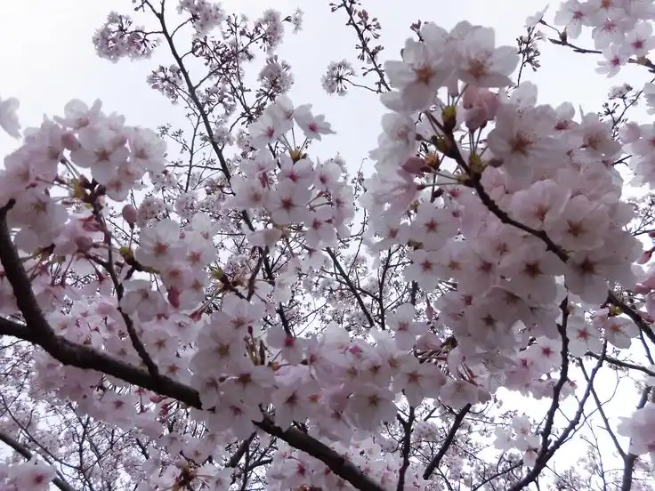 Blooming Beauty: A Flower Showcase