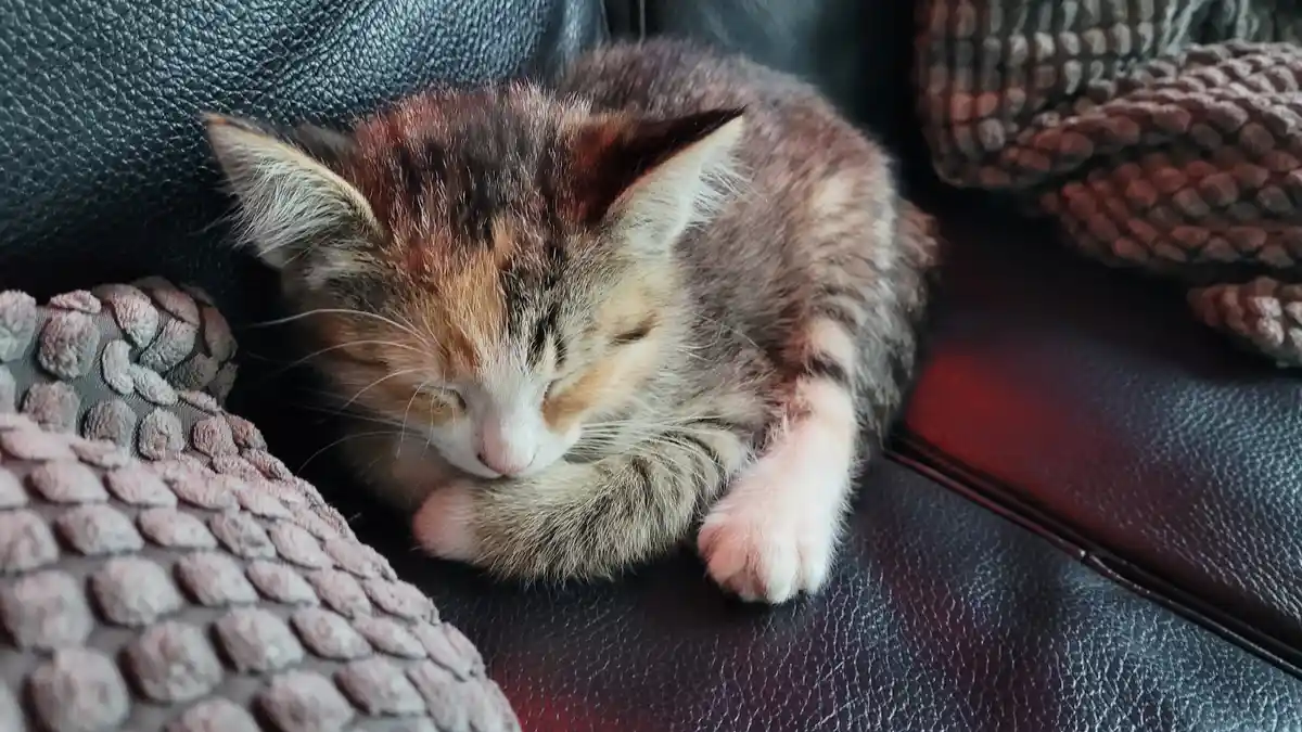 A small, fluffy calico kitten with orange, black, and white fur is curled up and sleeping soundly on a dark leather couch…