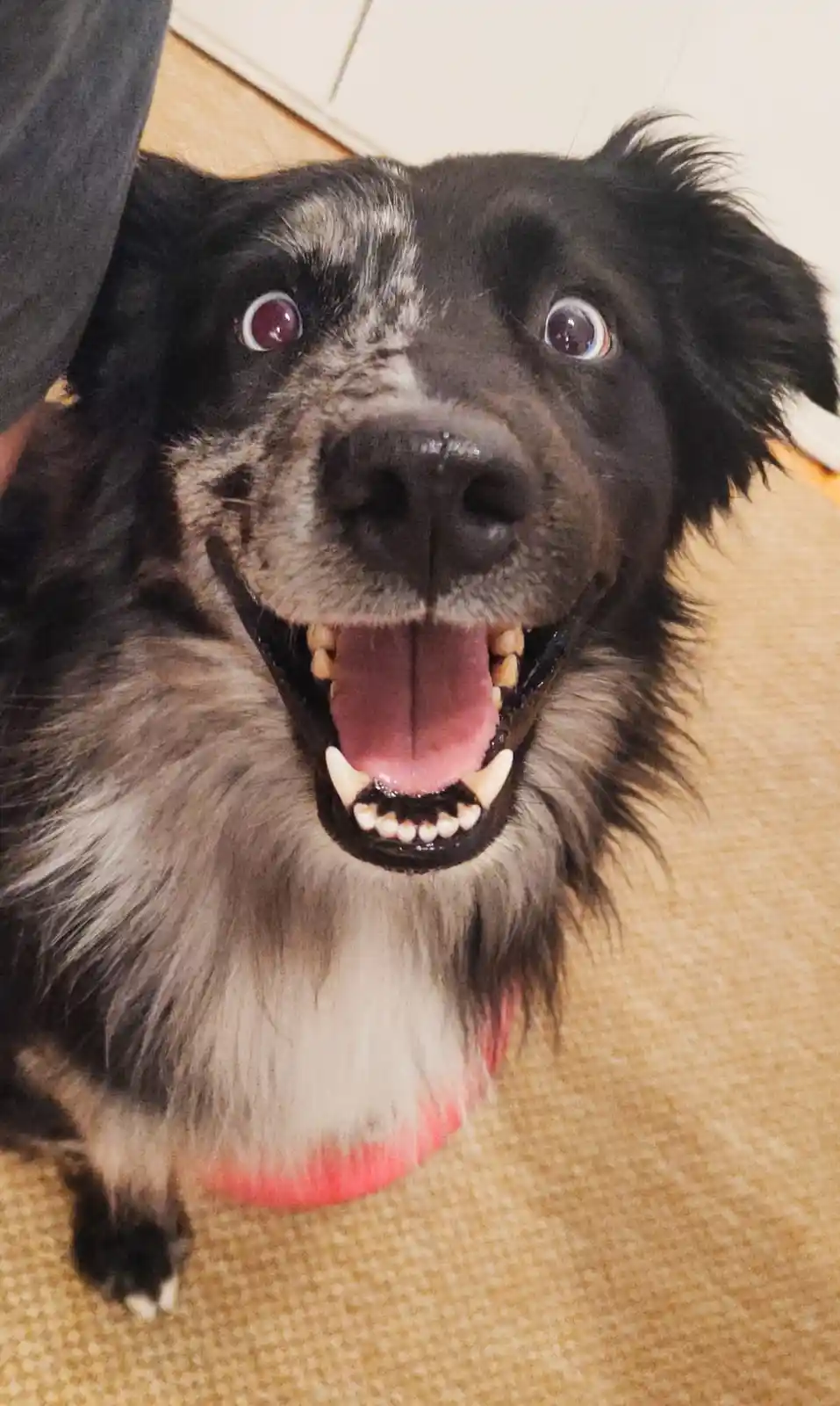 A close-up photo of a black and white dog with wide, startled-looking eyes and its mouth open in a grin, revealing its teeth…