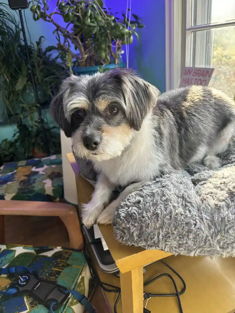 A small, scruffy dog with gray, white, and tan fur sits on a wooden table draped with a gray fuzzy blanket, looking directly…