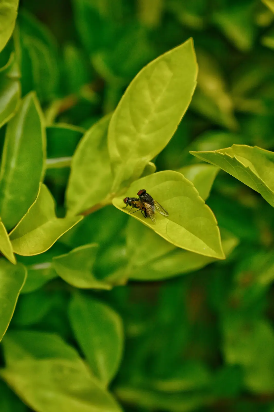 A close-up photograph shows two flies mating on a bright green leaf, surrounded by a softly blurred background of similar…
