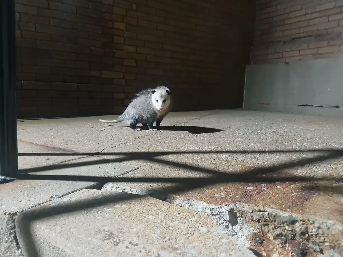 A small, furry opossum stands on a cracked concrete floor in a dimly lit brick-walled space, looking directly at the camera…