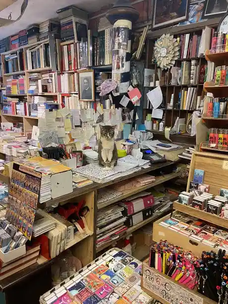 A tabby cat sits regally atop a cluttered wooden counter in a densely packed, vintage-style stationery and book shop. The…