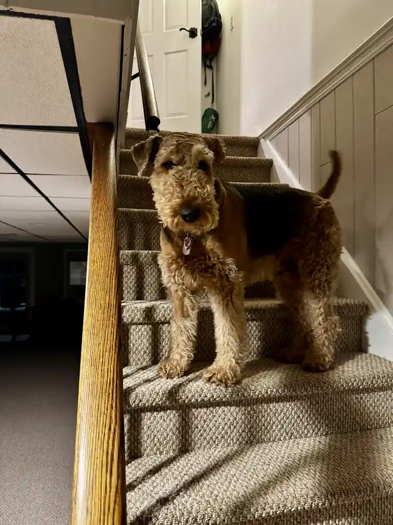 A scruffy, brown Airedale Terrier stands at the top of a carpeted staircase, looking directly at the camera with a…