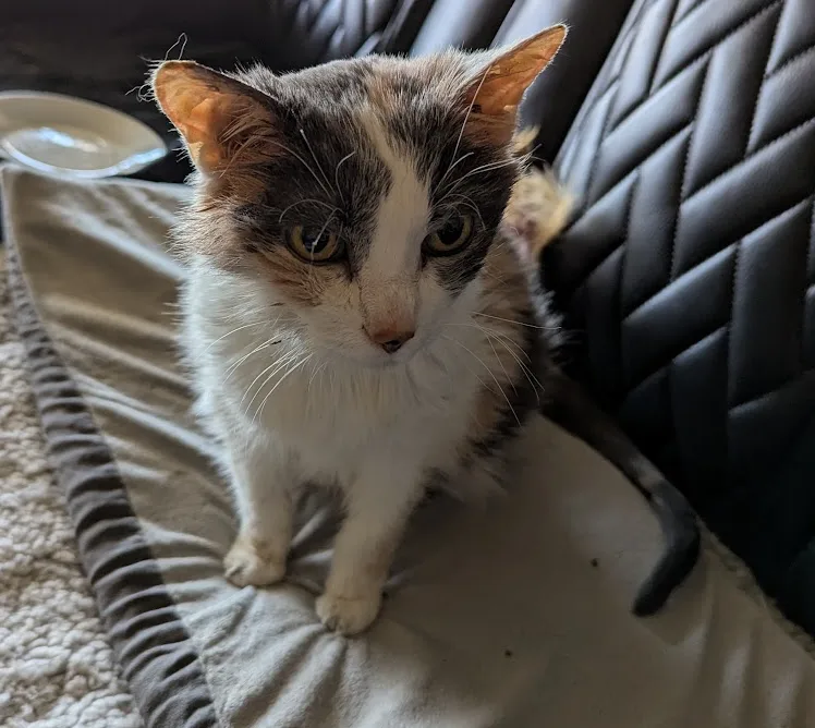 A calico cat with wide, unimpressed eyes sits on a blanket on a black leather couch, looking directly at the camera with a…