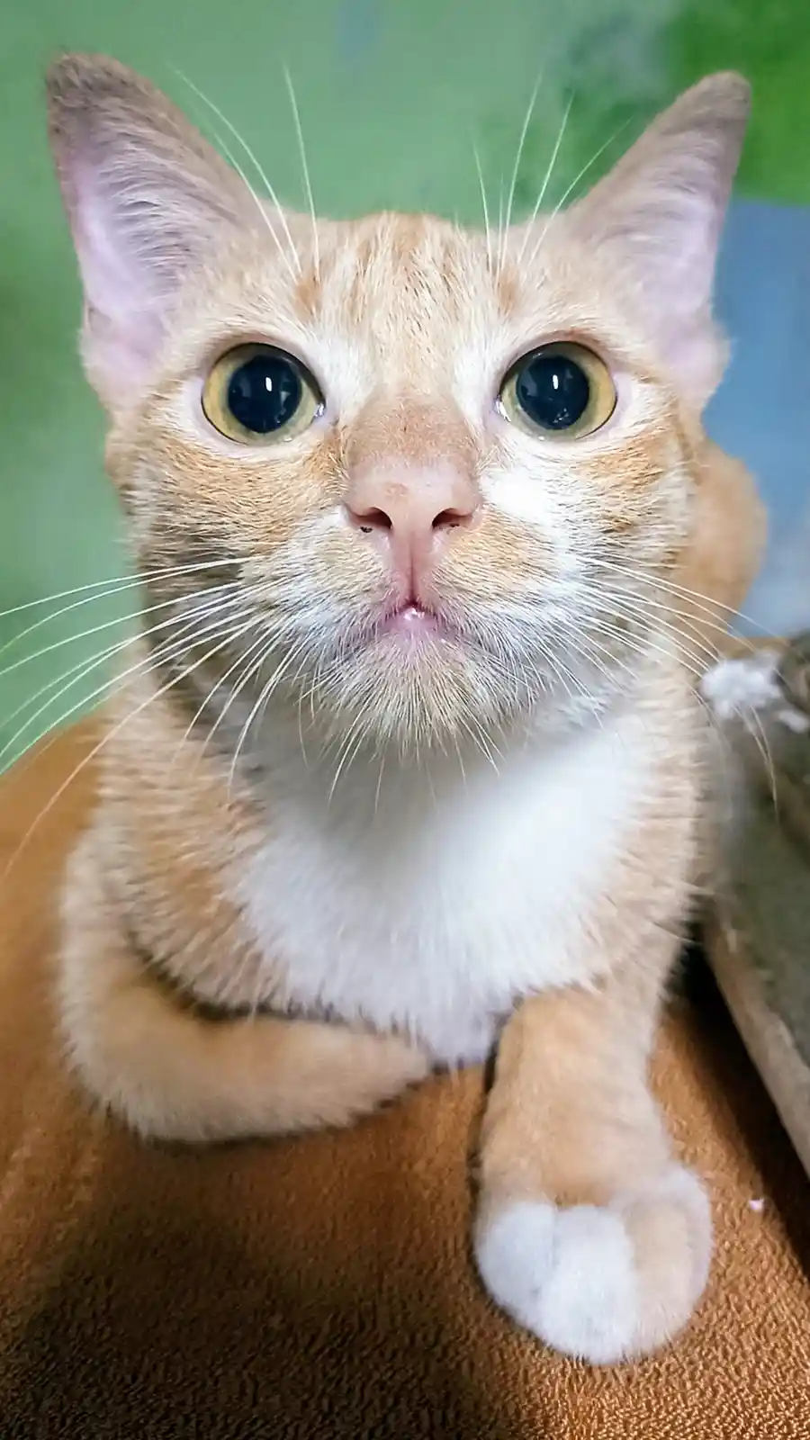 A close-up photo of an orange and white cat with wide, startled eyes and a slightly open mouth, looking directly at the…