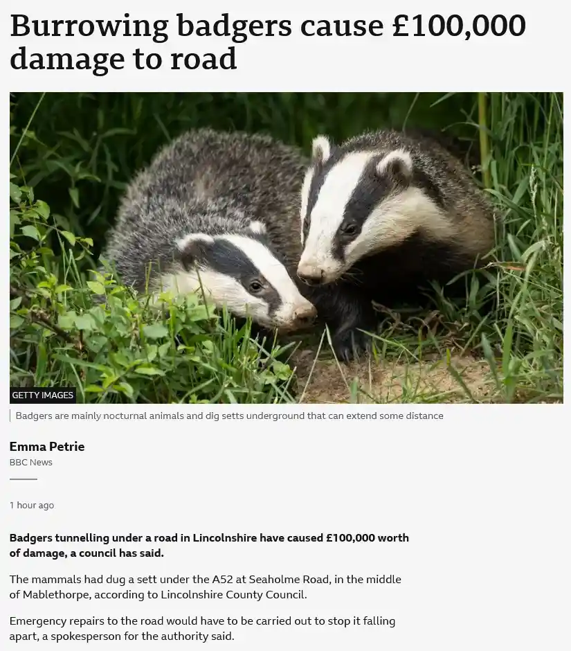 The image shows two badgers in grass near a hole, overlaid with the headline 'Burrowing badgers cause £100,000 damage to…