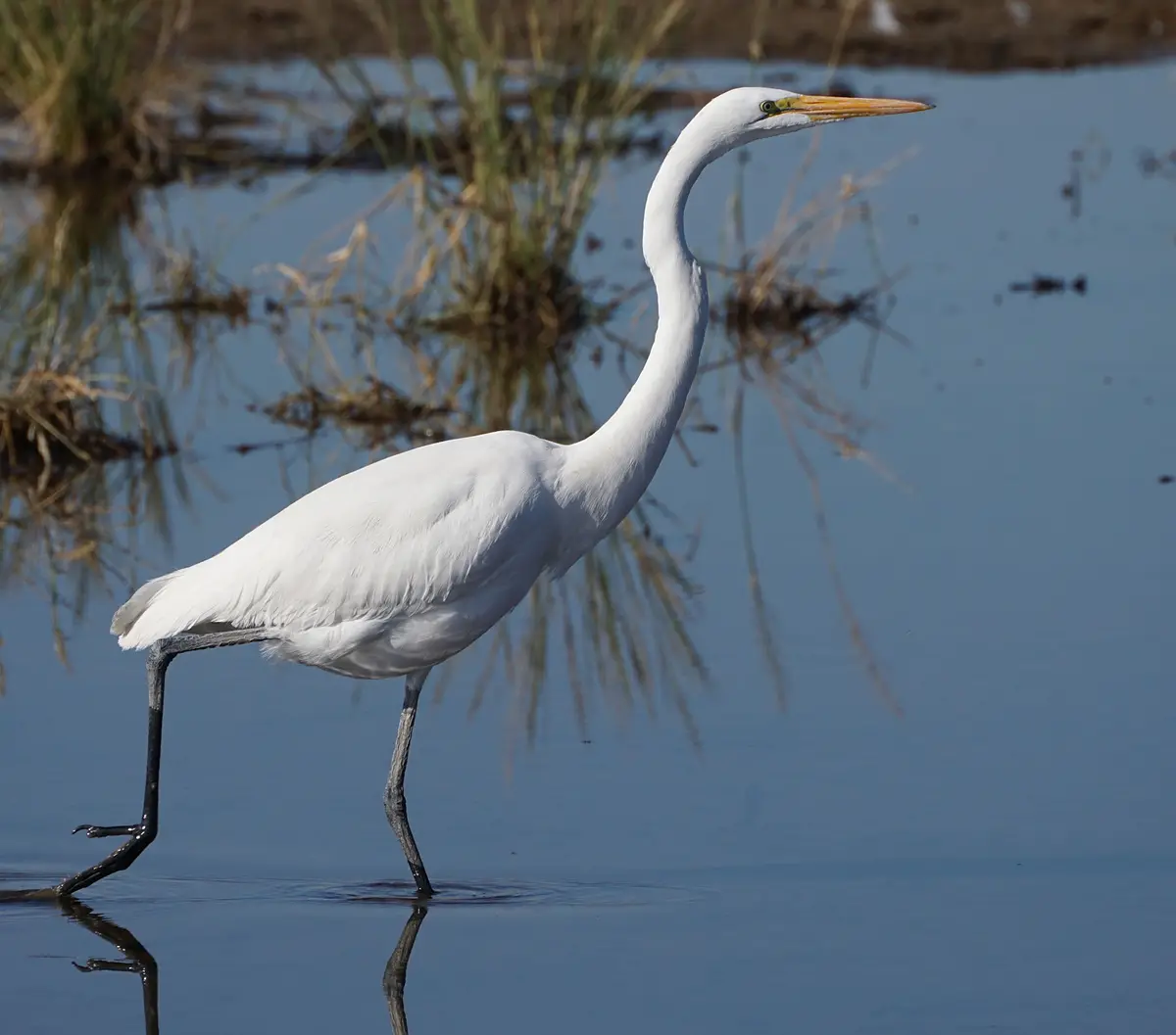 A white great egret stands gracefully in shallow water, its long neck curved and legs partially submerged, with reeds…