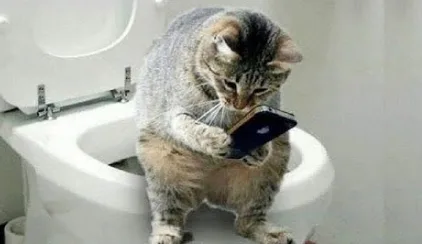 A tabby cat sits on the edge of a white toilet, holding a black smartphone with both paws and looking down at the screen…