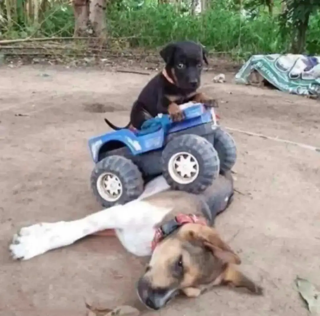 A small black puppy sits atop a blue toy ATV, looking directly at the camera with wide eyes, while a larger brown and white…