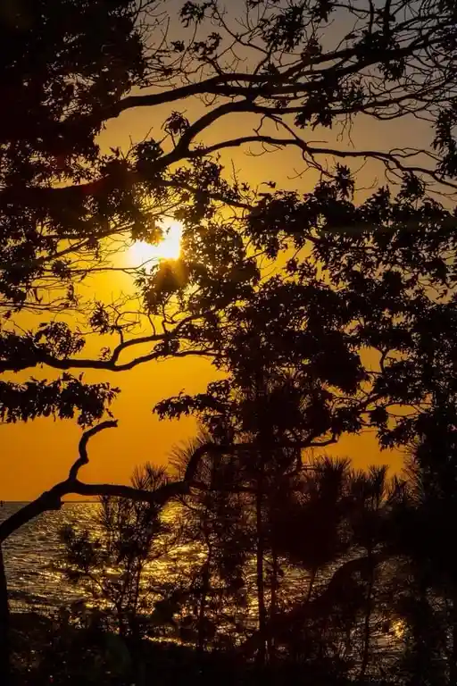 A serene sunset photo with the sun glowing behind silhouetted tree branches over water, overlaid with the text 'i'm not…
