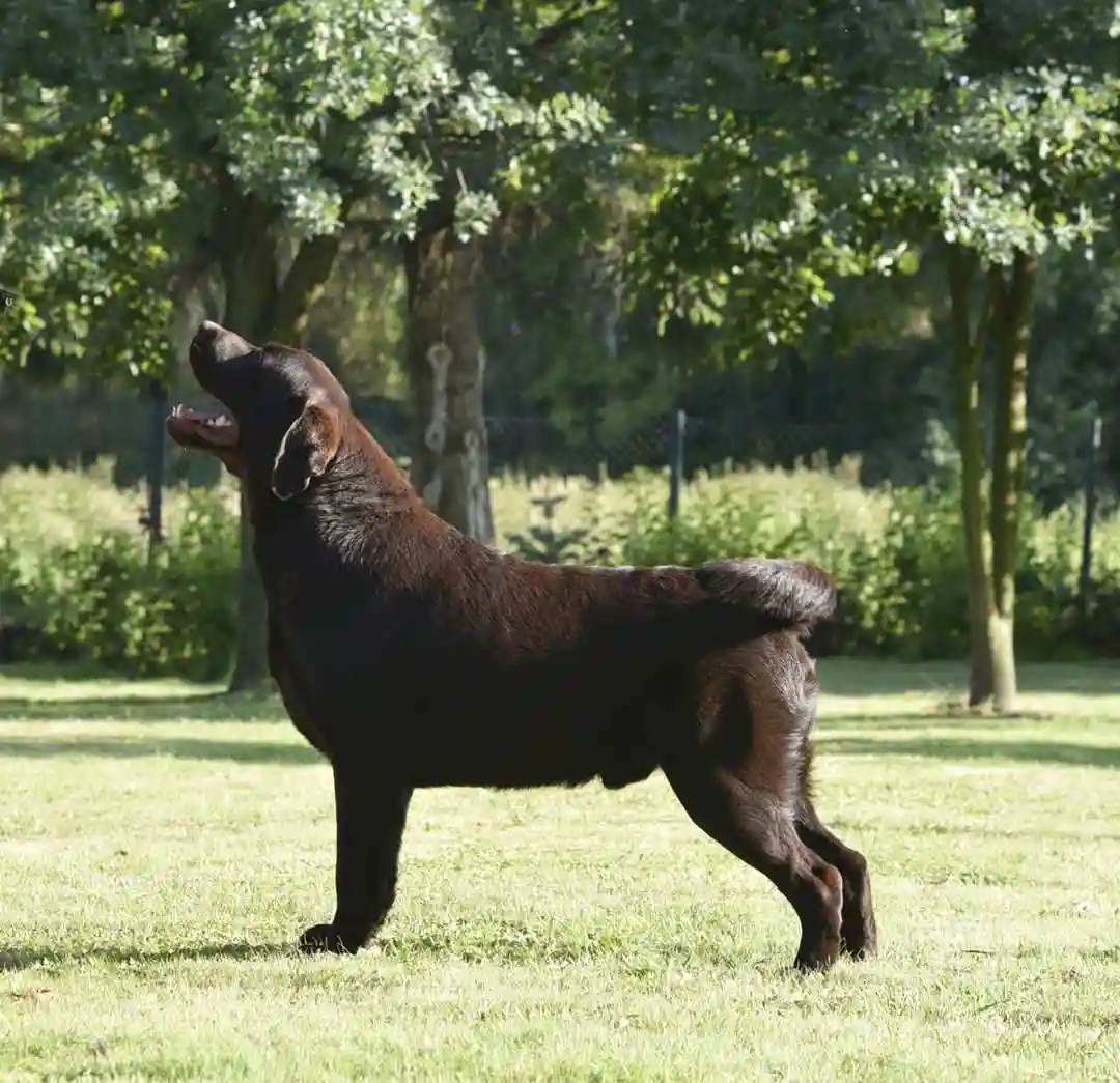 A chocolate-colored Labrador Retriever stands in profile on a sunny grassy lawn, head tilted upward with mouth open as if…