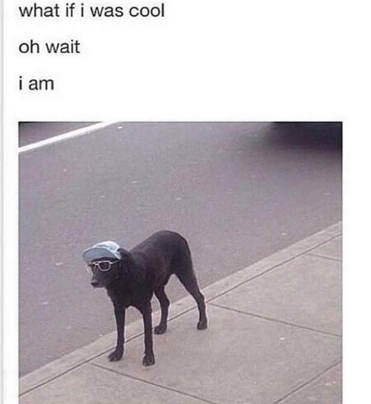 A black dog stands on a sidewalk next to a street, wearing a light blue baseball cap and pink-rimmed sunglasses. Above the…