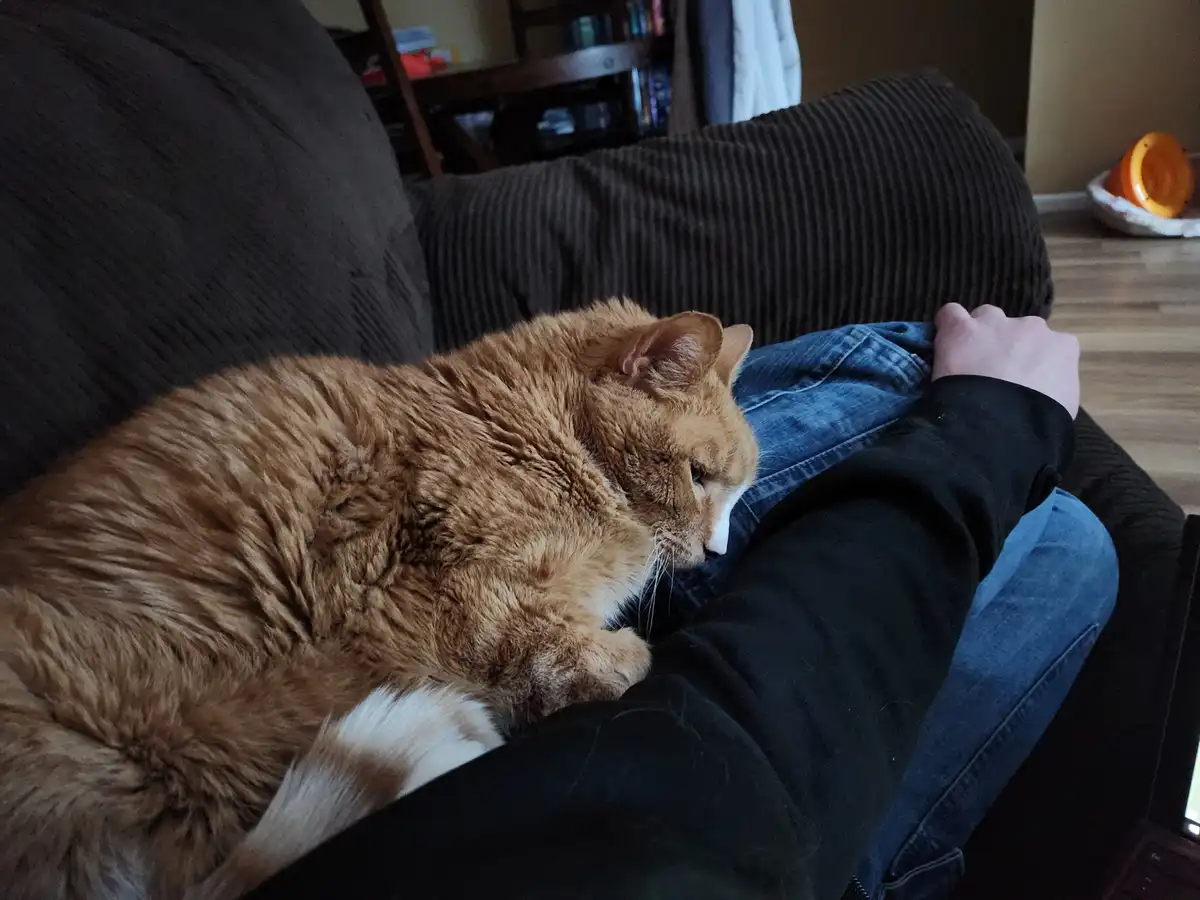 An orange tabby cat with white markings is curled up and resting on a person's lap, who is wearing blue jeans and a black…