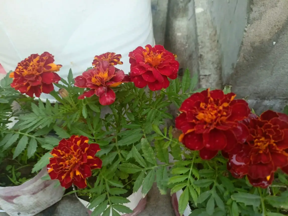 A photo of several vibrant red and orange marigold flowers in pots, with dewdrops visible on their petals and green leaves…