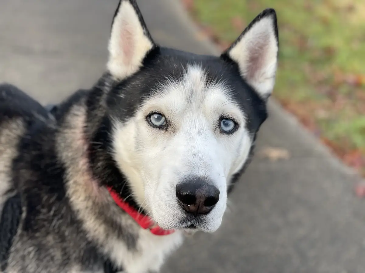 A close-up photo of a black and white husky with striking blue eyes, wearing a red collar, looking directly at the camera…