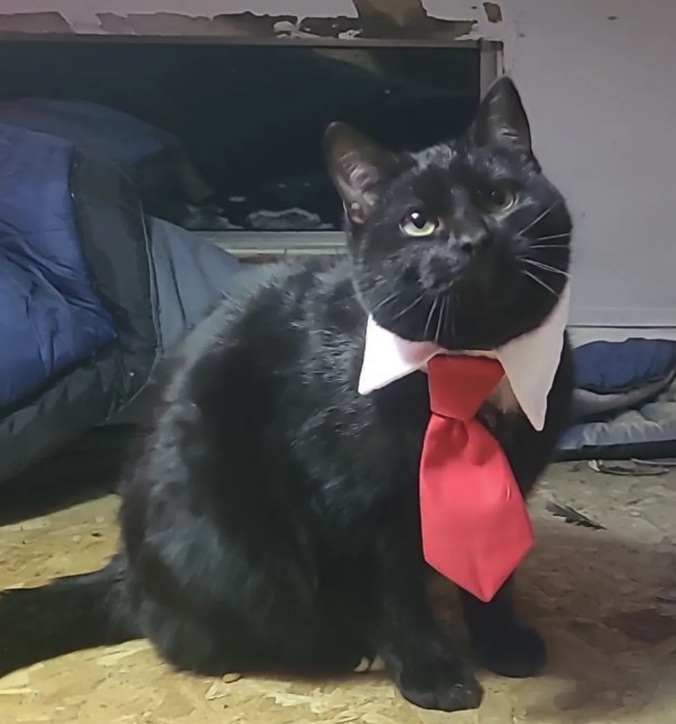A black cat sits on a wooden floor wearing a white collar and a red tie, looking upward with a serious expression. Behind…